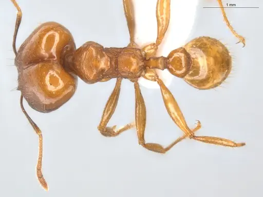 Pheidole grandinodus specimen ECOFOG-CRL20-0007-10-S image ecofog-crl20-0007-10-s_1