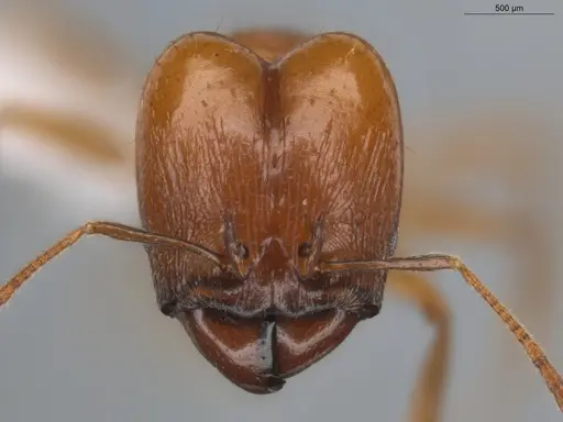 Pheidole grandinodus specimen ECOFOG-CRL20-0007-10-S image ecofog-crl20-0007-10-s_2