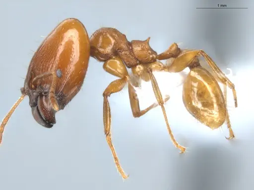 Pheidole grandinodus specimen ECOFOG-CRL20-0007-10-S image ecofog-crl20-0007-10-s_3