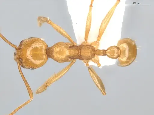 Pheidole grandinodus specimen ECOFOG-CRL20-0007-19 image ecofog-crl20-0007-19_1