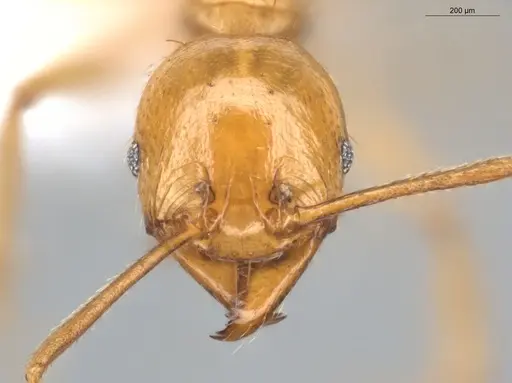 Pheidole grandinodus specimen ECOFOG-CRL20-0007-19 image ecofog-crl20-0007-19_2