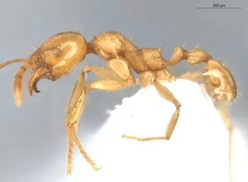Pheidole grandinodus specimen ECOFOG-CRL20-0007-19 image ecofog-crl20-0007-19_3