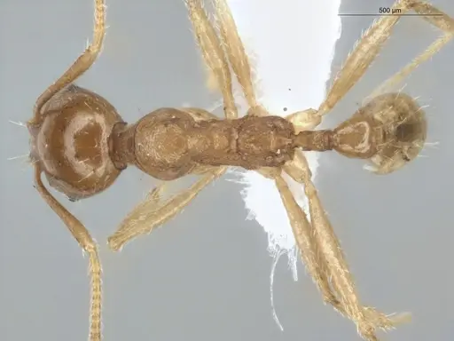 Pheidole grandinodus specimen ECOFOG-MI15-0251-25 image ecofog-mi15-0251-25_1