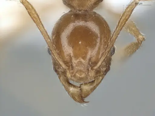 Pheidole grandinodus specimen ECOFOG-MI15-0251-25 image ecofog-mi15-0251-25_2