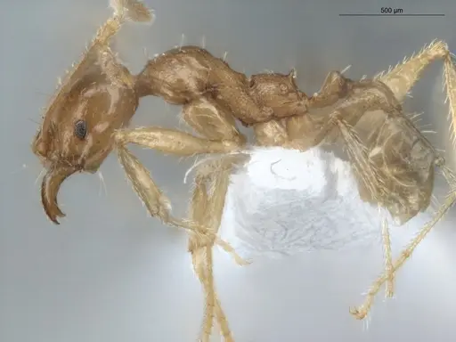 Pheidole grandinodus specimen ECOFOG-MI15-0251-25 image ecofog-mi15-0251-25_3