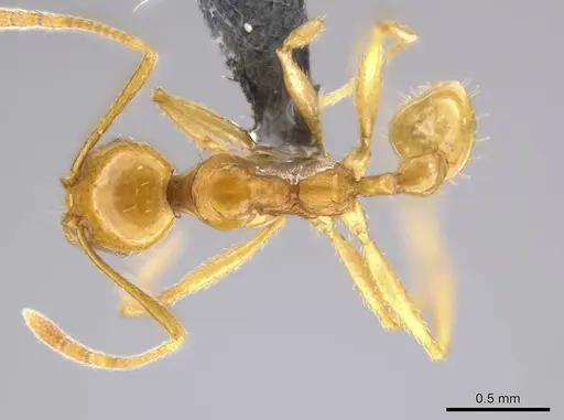 Pheidole grandinodus specimen USNMENT00692011 image usnment00692011_1