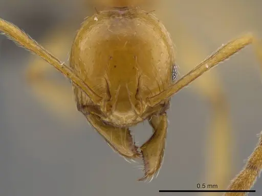 Pheidole grandinodus specimen USNMENT00692011 image usnment00692011_2