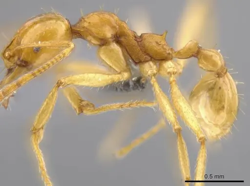 Pheidole grandinodus specimen USNMENT00692011 image usnment00692011_3