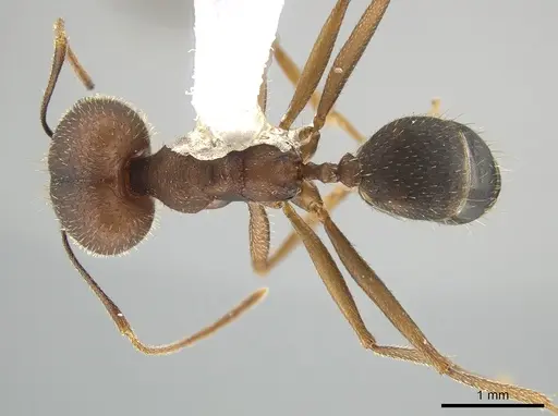 Pheidole granulata specimen CASENT0643818 image casent0643818_1