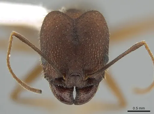 Pheidole granulata specimen CASENT0643818 image casent0643818_2