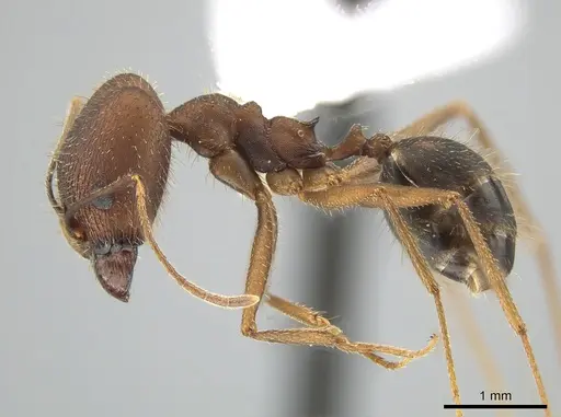 Pheidole granulata specimen CASENT0643818 image casent0643818_3
