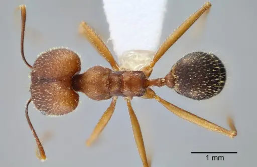 Pheidole granulata specimen CASENT0649585 image casent0649585_1