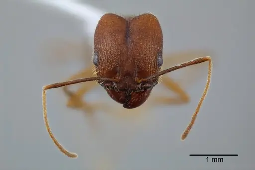 Pheidole granulata specimen CASENT0649585 image casent0649585_2