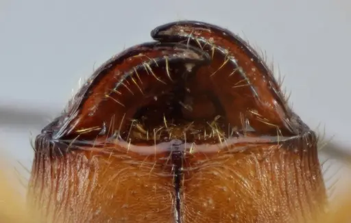 Pheidole granulata specimen CASENT0649585 image casent0649585_3