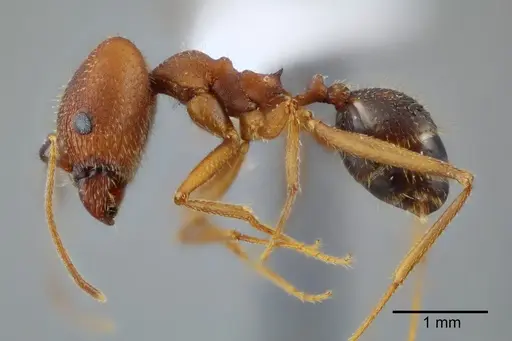 Pheidole granulata specimen CASENT0649585 image casent0649585_4