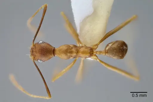 Pheidole granulata specimen CASENT0649589 image casent0649589_1