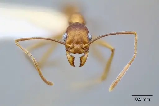 Pheidole granulata specimen CASENT0649589 image casent0649589_2