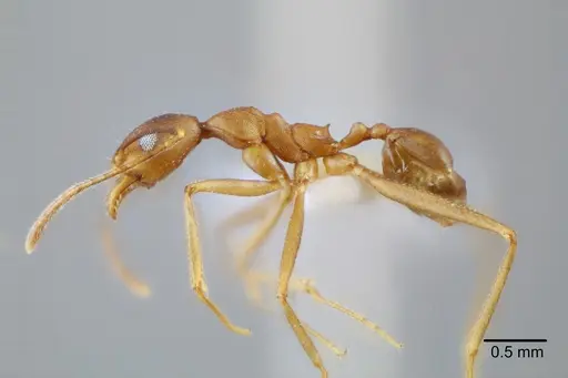 Pheidole granulata specimen CASENT0649589 image casent0649589_3