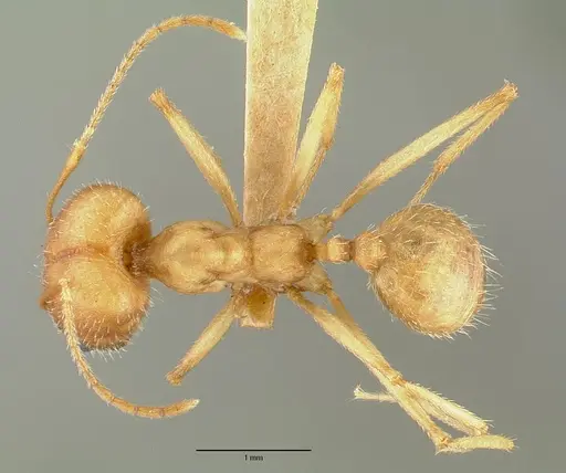 Pheidole granulata specimen CASTYPE00652 image castype00652_1