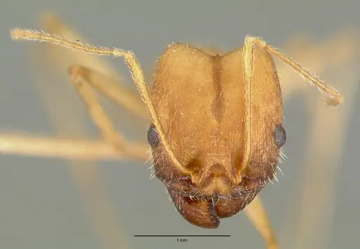Pheidole granulata specimen CASTYPE00652 image castype00652_2