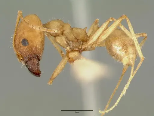 Pheidole granulata specimen CASTYPE00652 image castype00652_3