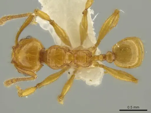 Pheidole gravida specimen CASENT0644209 image casent0644209_1