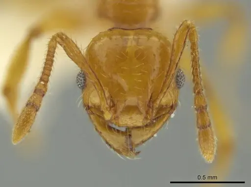 Pheidole gravida specimen CASENT0644209 image casent0644209_2