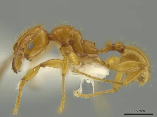 Pheidole gravida specimen CASENT0644209 image casent0644209_3
