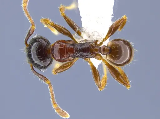 Pheidole gravida specimen CASENT0650613 image casent0650613_1