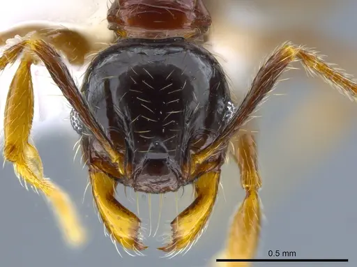 Pheidole gravida specimen CASENT0650613 image casent0650613_2