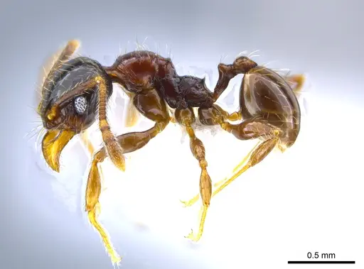 Pheidole gravida specimen CASENT0650613 image casent0650613_3
