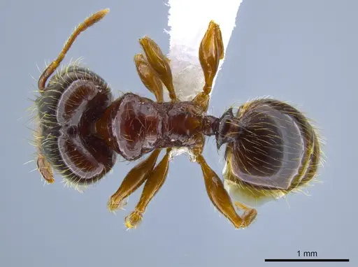 Pheidole gravida specimen CASENT0650614 image casent0650614_1