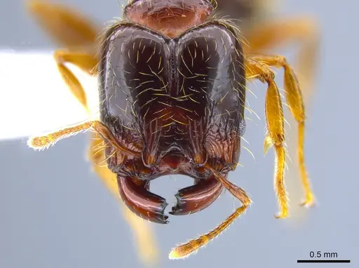 Pheidole gravida specimen CASENT0650614 image casent0650614_2
