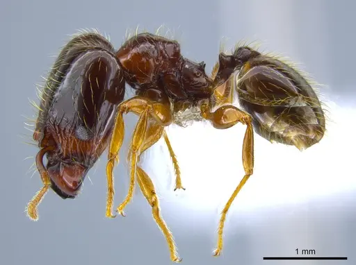 Pheidole gravida specimen CASENT0650614 image casent0650614_3