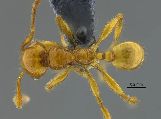 Pheidole gravida specimen CBUMAGENT42060 image cbumagent42060_1