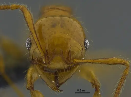 Pheidole gravida specimen CBUMAGENT42060 image cbumagent42060_2