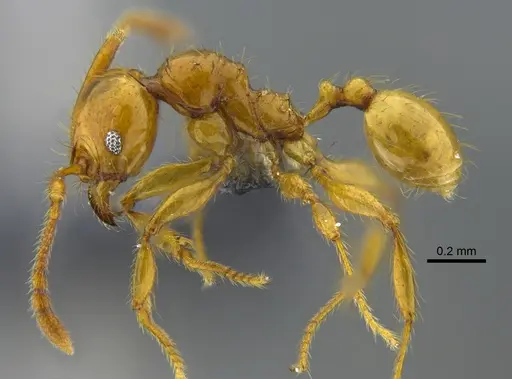 Pheidole gravida specimen CBUMAGENT42060 image cbumagent42060_3