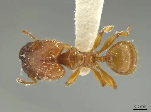 Pheidole gravida specimen JTLC000016393 image jtlc000016393_1