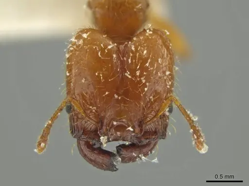 Pheidole gravida specimen JTLC000016393 image jtlc000016393_2