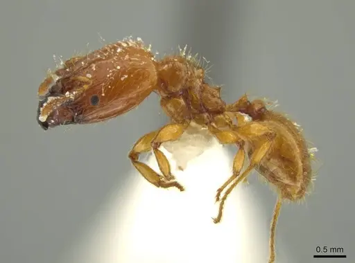 Pheidole gravida specimen JTLC000016393 image jtlc000016393_3