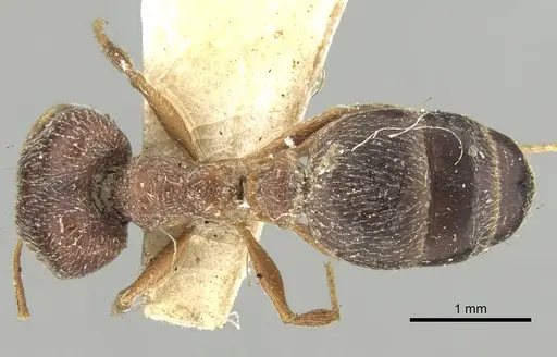 Pheidole grayi specimen CASENT0281636 image casent0281636_1