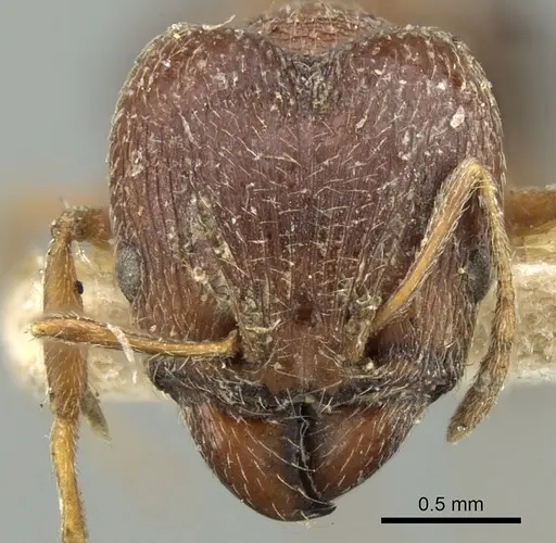 Pheidole grayi specimen CASENT0281636 image casent0281636_2