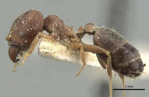 Pheidole grayi specimen CASENT0281636 image casent0281636_3
