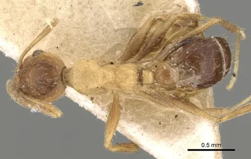 Pheidole grayi specimen CASENT0281637 image casent0281637_1