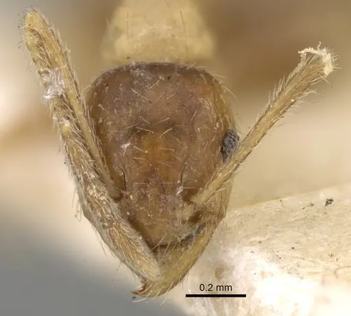 Pheidole grayi specimen CASENT0281637 image casent0281637_2