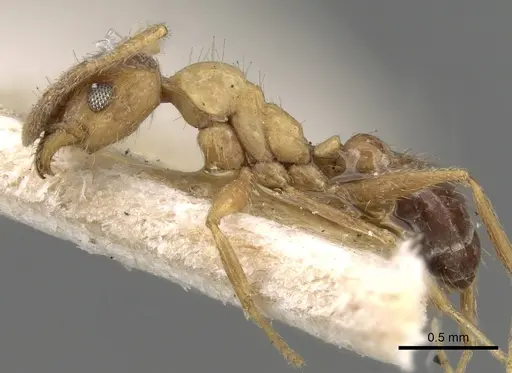 Pheidole grayi specimen CASENT0281637 image casent0281637_3