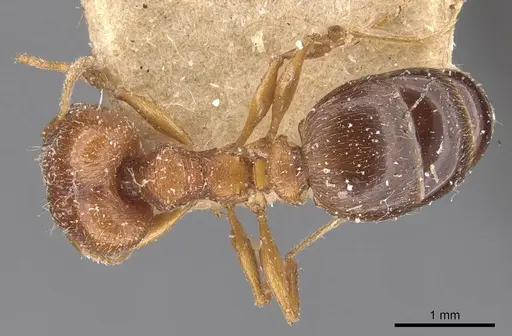 Pheidole grayi specimen CASENT0907881 image casent0907881_1
