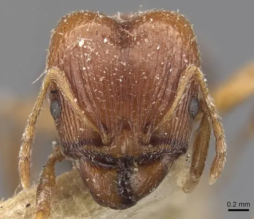 Pheidole grayi specimen CASENT0907881 image casent0907881_2