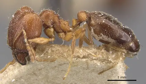 Pheidole grayi specimen CASENT0907881 image casent0907881_3