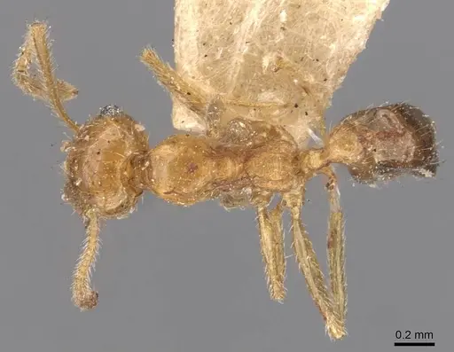 Pheidole grayi specimen CASENT0907882 image casent0907882_1